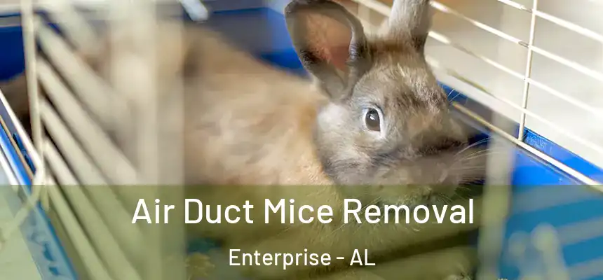 Air Duct Mice Removal Enterprise - AL